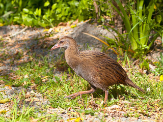 A Weka