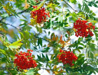 Obraz premium Bunches of rowan berries in autumn