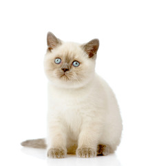 British Shorthair Kitten looking away. isolated on white 