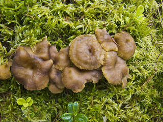 Funnel chanterelles in forest.