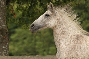 Obraz premium Portrait Andalusier