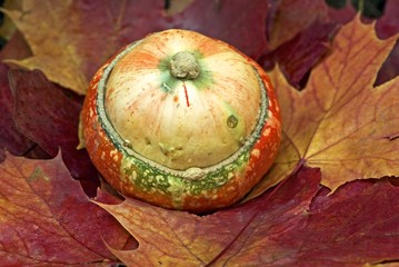Pumpkin among red maple leaves in fall.