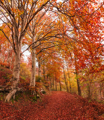 Autumn in the park of Campo dei Fiori, Varese © Massimo De Candido