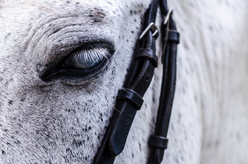 Blind horse