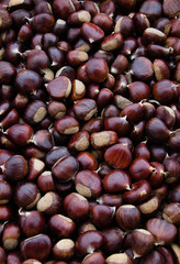 Castagne