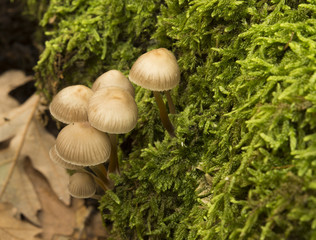 Mushroom