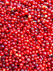 Lingonberries for sale at farmers market.