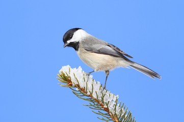 Chickadee on a Branch