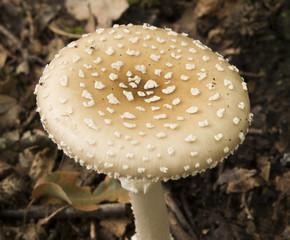Mushroom