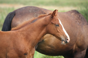 Cute chestnut baby foal portrait