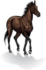 Fototapeta na wymiar Vector of brown horse