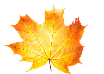 autumn leaves