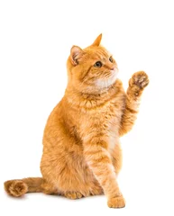 Crédence de cuisine en verre imprimé Chat ginger cat isolated