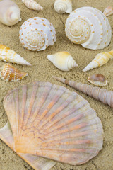 Muscheln Sand