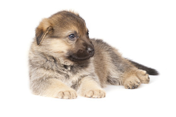 sheepdogs puppy isolated on white background