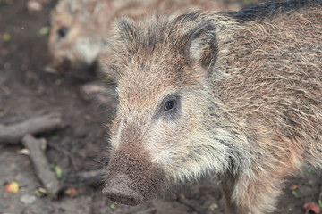 Little hog