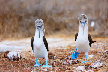 Blue footed booby mating dance