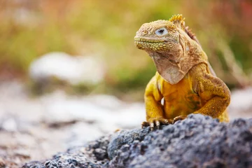 Abwaschbare Fototapete Südamerika Landleguan