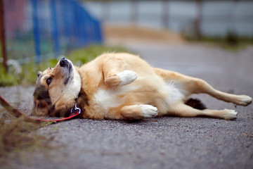 The red not purebred dog lies on the road