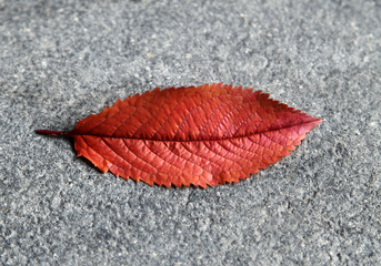 Blatt
