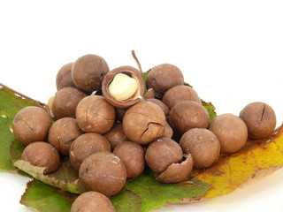 Macadamianüsse