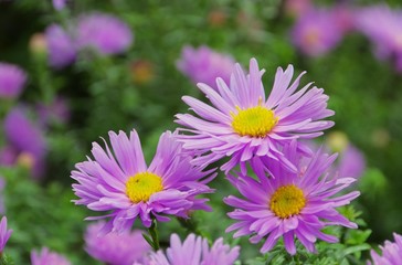 Fototapeta premium Aster Novi Belgii 05