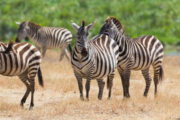 Fototapeta na wymiar Zebras in Ngorongoro