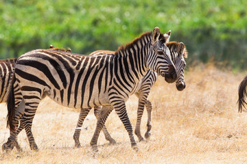 Fototapeta na wymiar Walking zebra in Ngorongoro