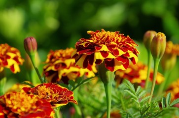 Tagetes 37