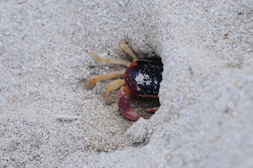 Small crab on a beautiful Cuban beach