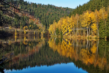 Trees with autumn leaves mirror above the surface of the pond