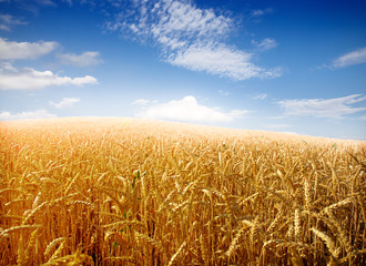 Naklejka premium Wheat field against a blue sky