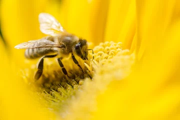 Crédence de cuisine en verre imprimé Abeille Bee on a flower