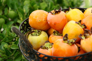 persimmon in basket with green background
