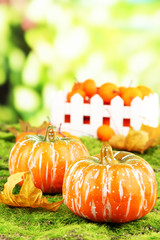 Small pumpkins and tangerines on nature background