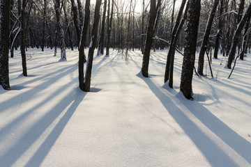 winter woods