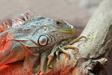 Iguana