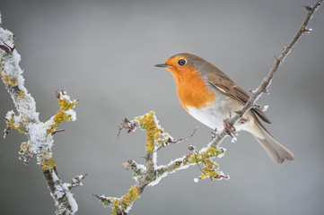 Robin