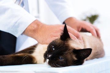 vet checks the health of a cat