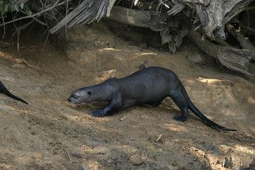 Giant-river otter,  Pteronura brasiliensis