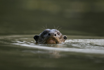 Giant-river otter,  Pteronura brasiliensis
