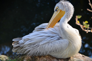 pelican in zagreb zoo