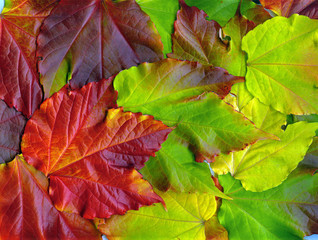 Wilder Wein - Virginia creeper - Parthenocissus quinquefolia