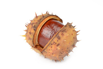 chestnut on a white background