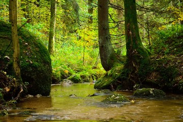 Fototapeta na wymiar Strumyk w lesie jesienią