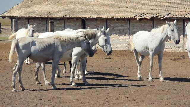 Beautiful white Lipizzaner horses at the farm
