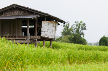 Old farmer house in the rice field
