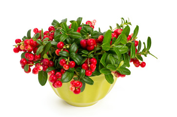 cowberrie in a green bowl isolated on white