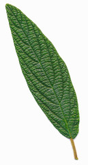 Viburnum leaf on white background