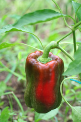 peperone rosso su pianta_ orto